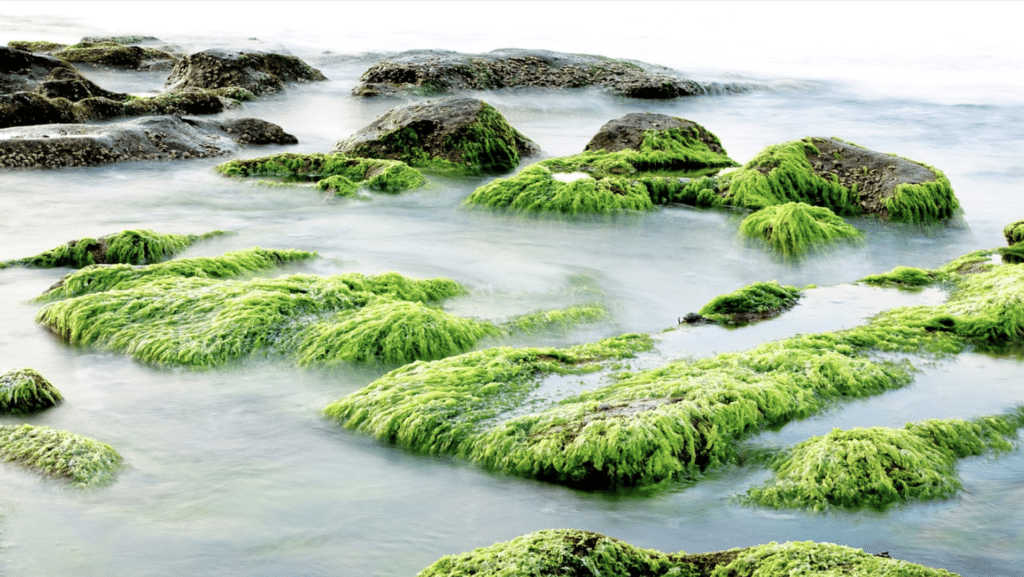 seaweed skin benefits