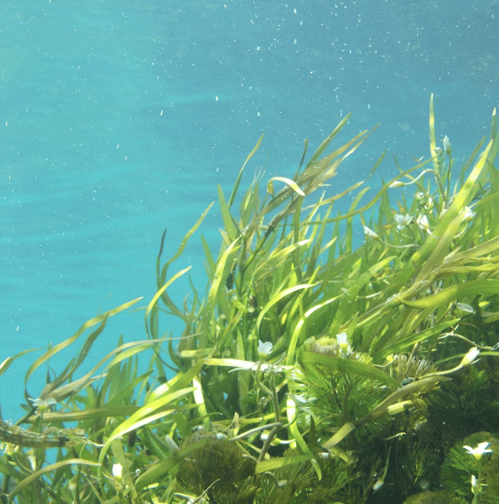 seaweed health benefits skin